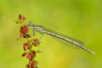 Platycnemis pennipes Platycnemis pennipes