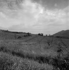Campo Campo