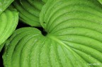 Natura viva... Natura viva...