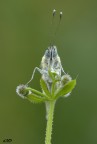 a muso duro..(Pontia Edusa) a muso duro..(Pontia Edusa)