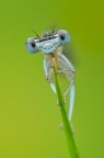 Sguardo (Platycnemis pennipes) Sguardo (Platycnemis pennipes)