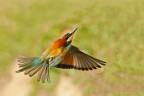 In volo In volo