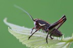Eupholidoptera chabrieri Eupholidoptera chabrieri