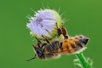 Apis mellifera