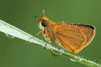 Thymelicus Sylvestris Thymelicus Sylvestris