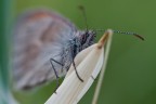 l'occhione di una Coenonympha pamphilus l'occhione di una Coenonympha pamphilus