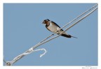 l'ho beccata al volo..ora me la mangio in pace l'ho beccata al volo..ora me la mangio in pace