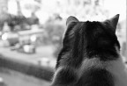 Pensando alla libertà Pensando alla libertà
