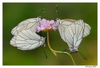 Lussuria Lussuria