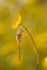 Libellula Libellula