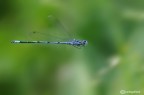 Semplice Coenagrion puella ....ma in volo