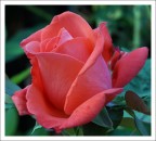 una rosa una rosa