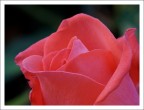 una rosa una rosa