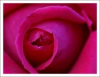 una rosa una rosa