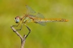 Libellula Libellula