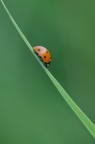 Discesa ripida