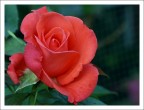 una rosa... poi basta una rosa... poi basta
