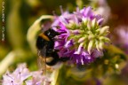 Impollinatore Impollinatore