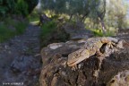 Tarentola mauritanica o Geco comune
