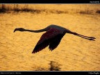 Camargue # 48 Camargue # 48