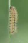 Diaphora mendica (Clerck, 1759) Diaphora mendica (Clerck, 1759)