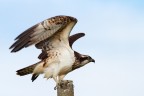 Falco pescatore Falco pescatore