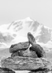 Small Gran Paradiso Small Gran Paradiso
