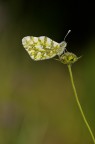 Pontia edusa Pontia edusa