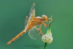 Orthetrum coerulescens Orthetrum coerulescens