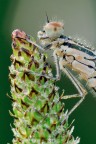 Coenagrion puella Coenagrion puella
