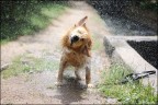 Dog wash 2 Dog wash 2