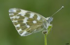 pontia edusa.. pontia edusa..