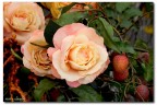 rose rose