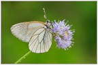 Aporia Aporia