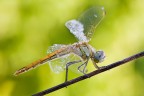 Sympetrum fonscolombii