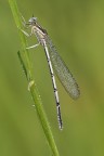 Coenagrion Puella (?)