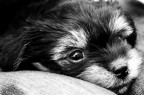 cucciolo cucciolo