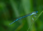 coenagrion o platycnemenis pennpipes?