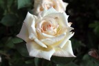 fiore fiore