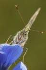 Sui petali Sui petali