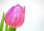 tulipano tulipano