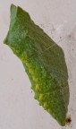 Crisalide Crisalide