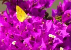 Yellow Butterfly Yellow Butterfly