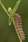 Zerynthia Cassandra Zerynthia Cassandra