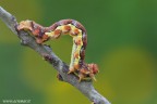 Erannis defoliaria Erannis defoliaria