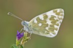 Pontia edusa