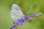 la farfalla del biancospino la farfalla del biancospino