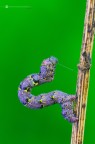 Lycia hirtaria (Clerck, 1759) Lycia hirtaria (Clerck, 1759)