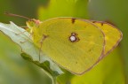 Colias...ambientata
