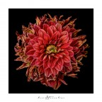 Dalia;
Canon 5DMkII;
Canon EF 100 2.8 IS L;
2 Canon 430 ExII con omrellino bianco da 55"